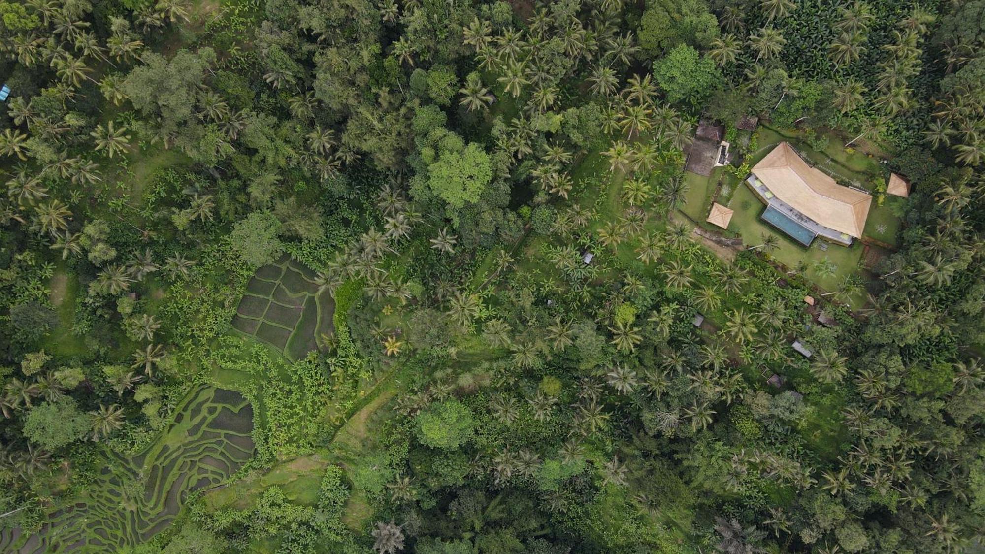 Villa Themma Jungle - Sumptuous 3Br Luxury Villa With Majestic Jungle View North Of Ubud Exterior foto